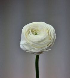 Ранункулюс - соберите букет