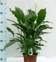 Спатифиллум - Женское счастье